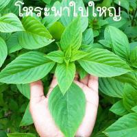 ราคา โหระพา ใบใหญ่ ถูกที่สุด10บ เมล็ดพันธุ์โหระพาใบใหญ่100 600เมล็ด ปลูกง่าย ใบใหญยักษ์ หอมอ่อนๆ (16997914565)