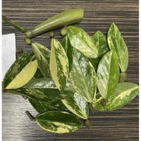 ราคา กวักมรกตด่าง ใบตัดสด ด่างสวยใบใหญ่ ลายสวยๆ (18429029720)