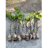 ราคา กิ่งตอน มะเดื่อฝรั่ง Black Jack 1 กิ่งตอน 119 (16184884032)