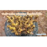ราคา พันธุ์ข่าเหลือง ข่าเหลืองสำหรับปลูก ข่าเหลืองแก่พร้อมปลูก 1 กิโลกรัม แถม 1 ขีด (14679000405)