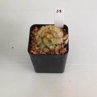 ราคา แมมมิลลาเรีย Mammillaria แมมคามิเน่บุดดา แคคตัส กระบองเพชร MA04 (19666045749)