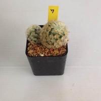 ราคา แมมมิลลาเรีย Mammillaria แมมคามิเน่บุดดา แคคตัส กระบองเพชร MA04 (17676038789)