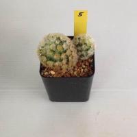 ราคา แมมมิลลาเรีย Mammillaria แมมคามิเน่บุดดา แคคตัส กระบองเพชร MA04 (17676038787)