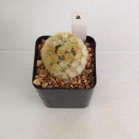 ราคา แมมมิลลาเรีย Mammillaria แมมคามิเน่บุดดา แคคตัส กระบองเพชร MA04 (17676038786)