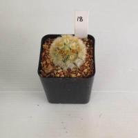 ราคา แมมมิลลาเรีย Mammillaria แมมคามิเน่บุดดา แคคตัส กระบองเพชร MA04 (19418469269)