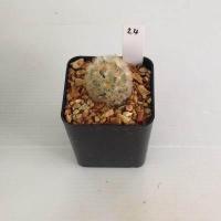 ราคา แมมมิลลาเรีย Mammillaria แมมคามิเน่บุดดา แคคตัส กระบองเพชร MA04 (19418469275)