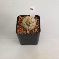 ราคา แมมมิลลาเรีย Mammillaria แมมคามิเน่บุดดา แคคตัส กระบองเพชร MA04 (19418469277)