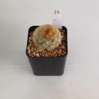 ราคา แมมมิลลาเรีย Mammillaria แมมคามิเน่บุดดา แคคตัส กระบองเพชร MA04 (19418469274)