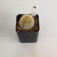ราคา แมมมิลลาเรีย Mammillaria แมมคามิเน่บุดดา แคคตัส กระบองเพชร MA04 (19418469270)