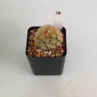 ราคา แมมมิลลาเรีย Mammillaria แมมคามิเน่บุดดา แคคตัส กระบองเพชร MA04 (19666045755)