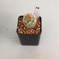 ราคา แมมมิลลาเรีย Mammillaria แมมคามิเน่บุดดา แคคตัส กระบองเพชร MA04 (19666045753)