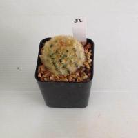 ราคา แมมมิลลาเรีย Mammillaria แมมคามิเน่บุดดา แคคตัส กระบองเพชร MA04 (19666045751)