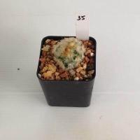 ราคา แมมมิลลาเรีย Mammillaria แมมคามิเน่บุดดา แคคตัส กระบองเพชร MA04 (19666045752)