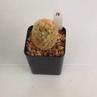 ราคา แมมมิลลาเรีย Mammillaria แมมคามิเน่บุดดา แคคตัส กระบองเพชร MA04 (17676038795)