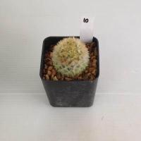 ราคา แมมมิลลาเรีย Mammillaria แมมคามิเน่บุดดา แคคตัส กระบองเพชร MA04 (17676038792)
