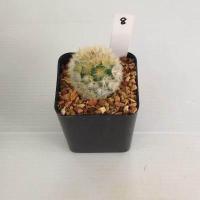 ราคา แมมมิลลาเรีย Mammillaria แมมคามิเน่บุดดา แคคตัส กระบองเพชร MA04 (17676038790)