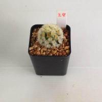 ราคา แมมมิลลาเรีย Mammillaria แมมคามิเน่บุดดา แคคตัส กระบองเพชร MA04 (19418469279)