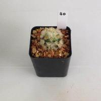ราคา แมมมิลลาเรีย Mammillaria แมมคามิเน่บุดดา แคคตัส กระบองเพชร MA04 (19776837482)
