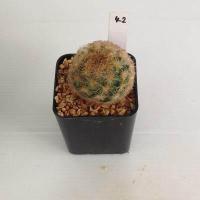 ราคา แมมมิลลาเรีย Mammillaria แมมคามิเน่บุดดา แคคตัส กระบองเพชร MA04 (19776837484)