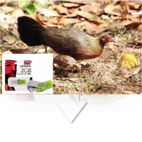 ราคา เสียงไก่ป่าตัวเมีย สำหรับต่อ (17780036665)