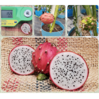 ราคา กิ่งพันธุ์แก้วมังกร Thick King Thick King dragon fruit (13864257587)