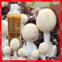 ราคา เชื้อเห็ดระโงกเหลือง เชื้อใหม่เข้มข้น เชื้อเห็ดป่า ขวด600ml พร้อมวิธีปลูก เชื้อเห็ด (19146814437)