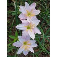 ราคา บัวดิน giant white หัวละ 10บาท (15848714946)