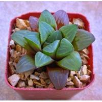 ราคา Haworthia mirabilis IB18127 A078 (15817043517)