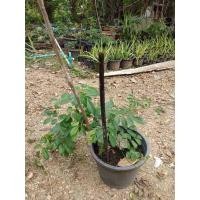 ราคา ต้นเถาวัลย์เปรียง พันธุ์เถาวัลย์เปรียง เถาวัลย์เปรียงต้นสวย พร้อมปลูก (5000332101)