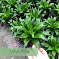 ราคา ต้นวาสนาเก้าชั้น วาสนาแคระ กระถาง 6 นิ้ว ไม้มงคล เสริมโชคลาภ วาสนา เสริมความเป็นศิริมงคลให้กับผู้ปลูก (14694735073)