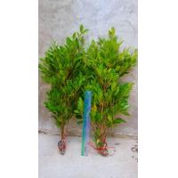 ราคา ไทรเกาหลี กิ่งตอนไทรเกาหลี 1 ชุด ได้ 10 ต้น (8448677090)