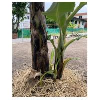 ราคา หน่อกล้วยหอมทอง ลูกใหญ่ พันธุ์ ลพบุรีแท้ กล้วยหอมทอง ต้นกล้วยหอมทอง (17411971858)