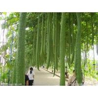 ราคา เมล็ดพันธุ์ บวบหอมยาว Long Luffa บรรจุ 10 เมล็ด (16403114872)