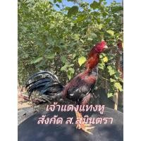 ราคา ไข่เชื้อไก่ชนพม่า มีคลิป พ่อพันธุ์ตรงปกไม่จกตา เจ้าแดงแทงหู โคตรแทงๆที2 เล่ม เบอร์แข้งหนักพิเศษ สายพันธุ์ พม่าง่อน ปากไวแข้งไว แทงคู่ต่อสู่น๊อคตลอด (13320718089)