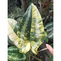 ราคา กวักพระพรหมด่าง ว่านมหามงคล ด่างเหลืองสวยงาม ไม้ 2 3 ใบ 1หลอด สูงประมาณ30 40 เซน จัดส่งกระถาง6นิ้ว รากดี แข็งแรง ส่งแบบคละลายให้ สนใจต้นไหนทักแชทก่อนค่ะ (17411398219)