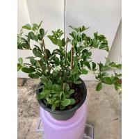 ราคา แก้วเจ้าจอม ต้นแก้วเจ้าจอม แก้วเจ้าจอม 4 ใบ ขนาดกระถาง 11 นิ้ว (19379920552)