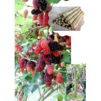 ราคา กิ่งพันธุ์มัลเบอรี่พันธุ์เชียงใหม่60 กิ่งละ 2 บาท มัลเบอรี่ กิ่งหม่อน ให้ผลดก มีเก็บเงินปลายทาง ชุด 30 กิ่ง (14319040256)