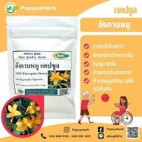ราคา อังกาบหนูผง 100 แคปซูล สมุนไพร100 Porcupine flower (18330067285)