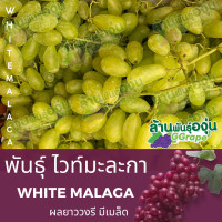 ราคา กิ่งพันธุ์องุ่น ไวท์มะละกา White Malaga มีเมล็ด (6625564590)