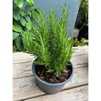 ราคา ต้นโรสแมรี่ ใบมีกลิ่นหอม กระถาง 6 8 นิ้ว (19519359591)