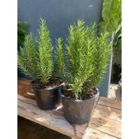 ราคา ต้นโรสแมรี่ ใบมีกลิ่นหอม กระถาง 6 8 นิ้ว (19519359592)