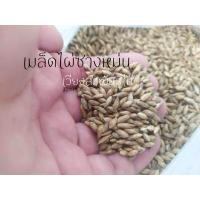 ราคา เมล็ดพันธุ์ไผ่ซางหม่น เมล็ดซางหม่น ซางหม่น ไผ่ซางหม่น 35 เมล็ด 50บาท 100 เมล็ด 100บาท (4013084328)