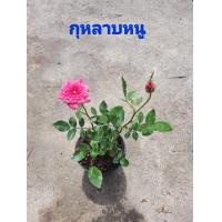 ราคา ต้นกุหลาบหนู คละสี (11021185192)