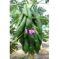 ราคา เมล็ดมะละกอครั่ง 30 เมล็ด ผลดกมาก ส้มตำอร่อย (8765781609)