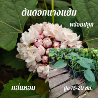 ราคา ต้นนางแย้ม ดอกนางแย้ม กลิ่นหอมเหมือนมะลิ ดอกไม้ไทยโบราณ ไม้หอมไทย สูง15 20ซม (18023448952)