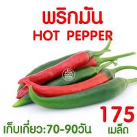 ราคา ค่าส่งถูก ถาดเพาะกล้า ถาดเพาะชำ ถาดเพาะต้นกล้า ถาดเพาะต้นอ่อน ถาดเพาะเมล็ด ถาดเพาะปลูกผัก 50หลุม 72หลุม 105หลุม 200หลุม เมล็ด เมล็ดพันธุ์ (17483365693)