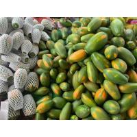 ราคา มะละกอเรดเลดี้1ต้นถุงดำ หวานหอมเนื้อแดงอร่อย (19809218162)