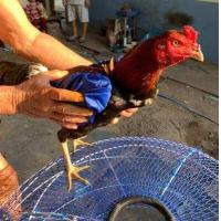 ราคา ถุงคลุมปีกไก่ชน ชุด 2 คู่ คละสี กันน้ำได้100 ทำจากวัสดุเกรดAAA ช่วยป้องกันไม่ให้ปีกไก่เปียกน้ำ ทำให้ขนปีกสวย ไม่แตกหัก อุปกรณ์ไก่ชน (7449154518)