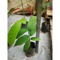 ราคา ต้นจำปูน ต้นดอกจำปูน ไม้มงคล ไม้พุ่มยืนต้น ไม้ประดับ (18867472027)