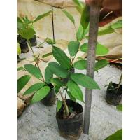 ราคา ต้นจำปูน ต้นดอกจำปูน ไม้มงคล ไม้พุ่มยืนต้น ไม้ประดับ (18867472028)